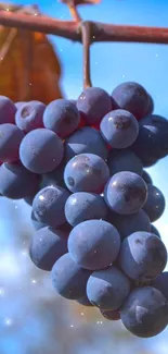 Cluster of ripe grapes hanging in a vineyard.