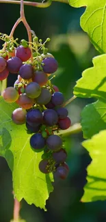 Cluster of sunlit grapes with green leaves mobile wallpaper.