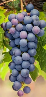 Bunch of purple grapes on vine with green leaves.