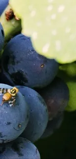 Dark purple grapes with a hoverfly on top.