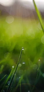 Close-up of green grass with morning dew and bokeh effect.