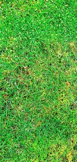 Vibrant green grass texture mobile wallpaper.