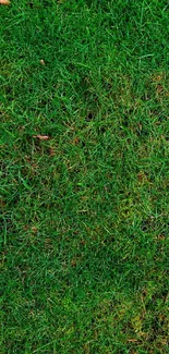 Vibrant green grass texture, perfect nature wallpaper for mobile.