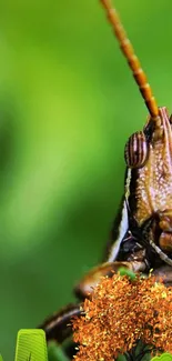 Close-up of a vibrant grasshopper on a green background for mobile wallpaper.