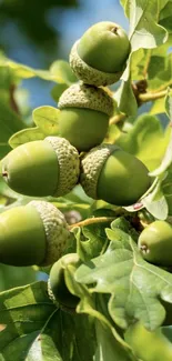 Close-up of green acorns and oak leaves on a branch, vibrant nature design.