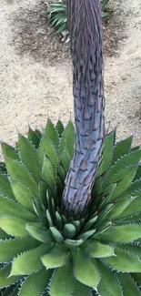 Vibrant green agave plant with blooming stalk in desert setting.