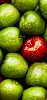 Close-up of vibrant green apples with a single red apple among them.