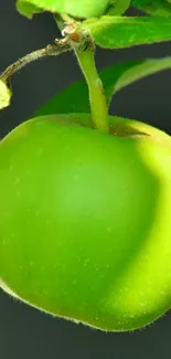 Close-up of a green apple with leaves on a tree branch.