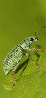 A vibrant green beetle rests on a leaf, showcasing nature's intricate details.