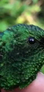 Close-up of a vibrant green bird with detailed feathers.