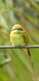 Vibrant green bird calmly perched on a branch with a green blurred background.