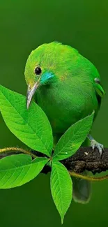 A vibrant green bird perched on a branch with lush green leaves.