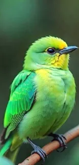 Vibrant green bird perched on a branch.