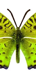 Vibrant green butterfly with detailed patterned wings.