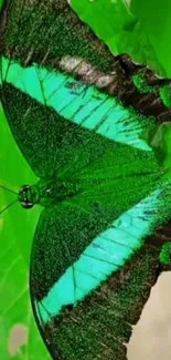 Vibrant green butterfly on a leaf background, perfect for mobile wallpapers.