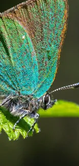 Close-up of a vibrant green butterfly on a leaf.