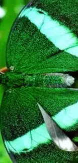 Emerald green butterfly with vibrant wings on lush background.