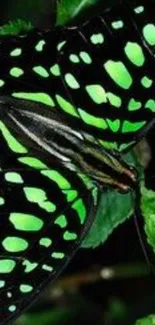 Vibrant green butterfly on lush leaves.