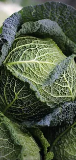 Close-up of vibrant green cabbage leaves with detailed textures.