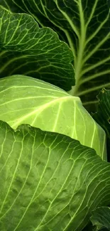 Close-up of vibrant green cabbage leaves showing intricate patterns.