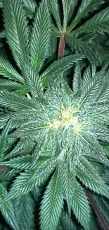 Close-up view of vibrant green cannabis leaves with intricate textures.