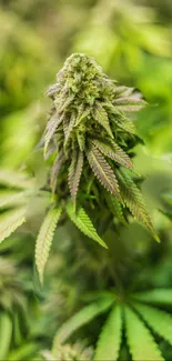 Closeup of a vibrant green cannabis plant with detailed leaves.