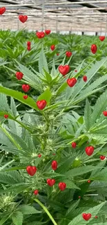 A serene view of vibrant green cannabis leaves in a lush indoor setting.