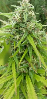 Close-up of a vibrant green cannabis plant with detailed leaves.