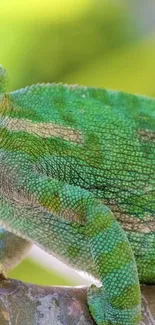 Close-up of a vibrant green chameleon on a branch, perfect for nature wallpaper.