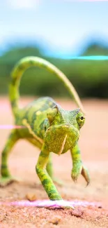 Green chameleon strolling on sandy path.