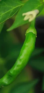 Close-up of a vibrant green chili in lush greenery.