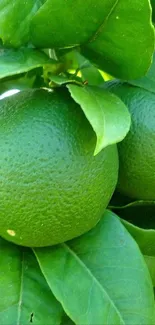 Close-up of green oranges among lush leaves.