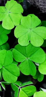 Vibrant green clover leaves wallpaper.