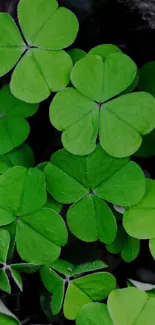 Vibrant green clover leaves, symbolizing luck and nature's freshness.