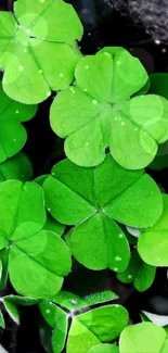 Green clover leaves wallpaper with vibrant hues.