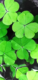 Vibrant green clover leaves wallpaper for mobile.