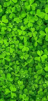 Vibrant wallpaper of green clover leaves with fresh, lush shamrocks.