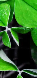 Vibrant green clover leaves on a dark background wallpaper.