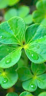 Close-up of vibrant green clover leaves with dew drops.