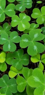 Close-up of vibrant green clover leaves, perfect for nature-themed wallpaper.