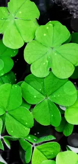 Vibrant green clover leaves wallpaper for mobile device.