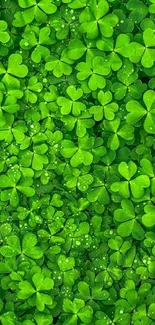 Close-up of vibrant green clover leaves with dewdrops.