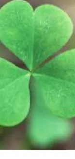 A vibrant green clover on a blurred background.