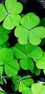 Vibrant green clover leaves close-up wallpaper.