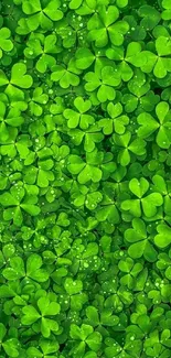 Vibrant green clover wallpaper with dew droplets on leaves.