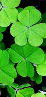 Vibrant green clover leaves mobile wallpaper.