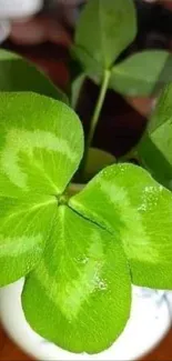 Vibrant green four-leaf clover in a pot on a wooden table.