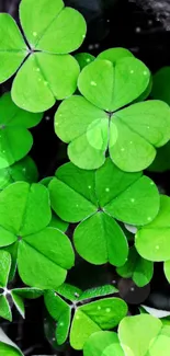 Vibrant green clovers in a natural setting