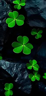 Vibrant green clovers resting on dark rocks.