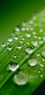 Close-up of a green leaf with dew drops.